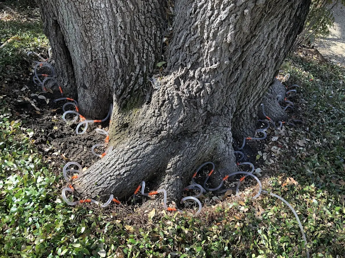 Detailed Tree Cabling and Bracing job site in Virgil